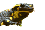feuersalamander-salamandra-.gif