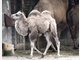 Tierpark Hellabrunn: Das kleine Trampeltier Klaro